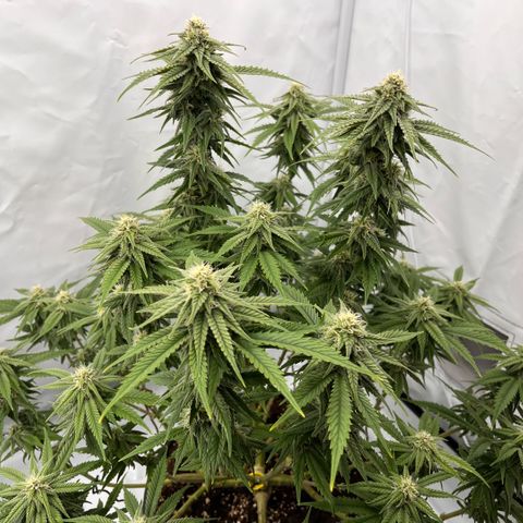 Pink Runtz growlog timeline photo