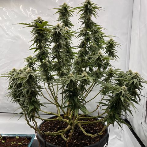 Pink Runtz growlog timeline photo