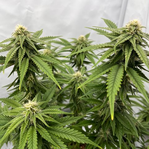 Pink Runtz growlog timeline photo