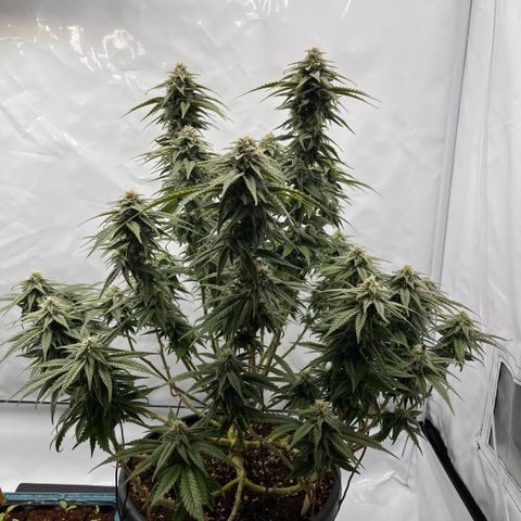 Pink Runtz growlog timeline photo