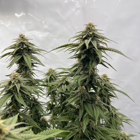 Pink Runtz growlog timeline photo