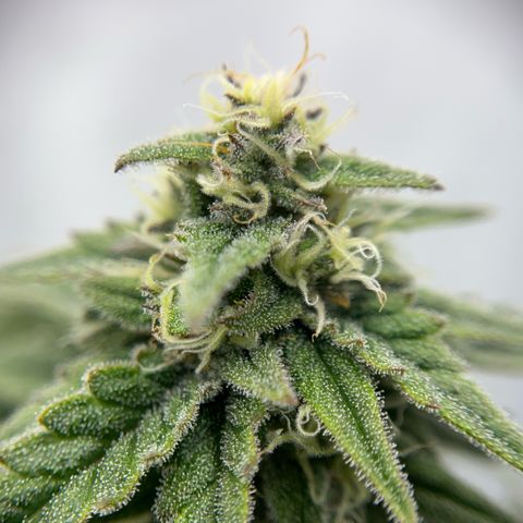 Pink Runtz growlog timeline photo
