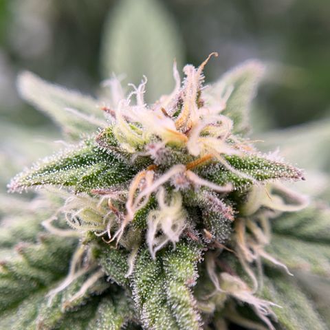 Pink Runtz growlog timeline photo