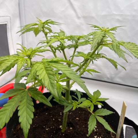 Pink Runtz growlog timeline photo