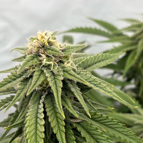 Pink Runtz growlog timeline photo