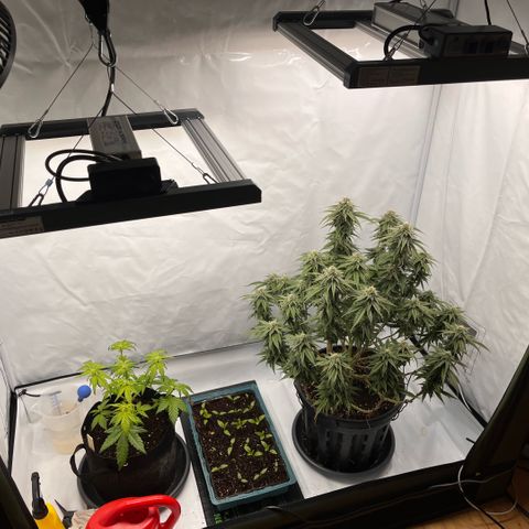 Pink Runtz growlog timeline photo