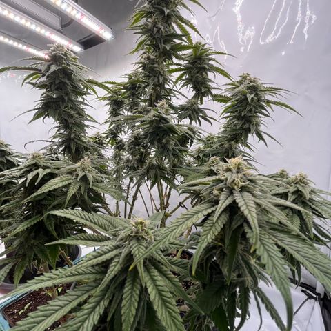 Pink Runtz growlog timeline photo