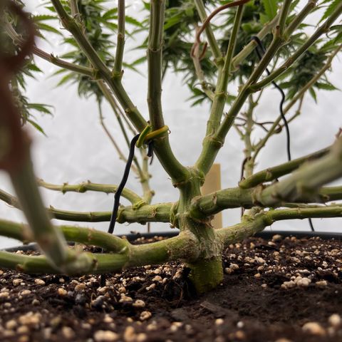 Pink Runtz growlog timeline photo