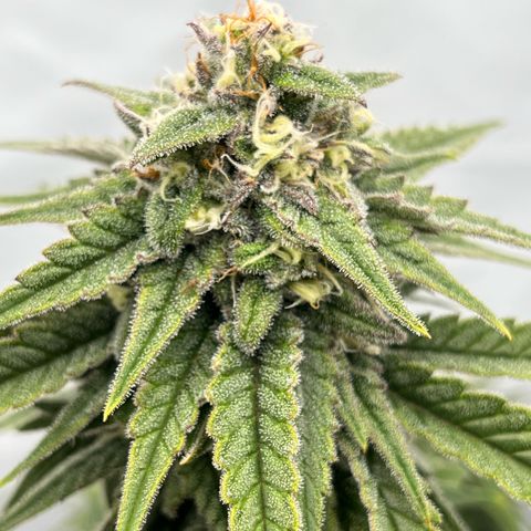 Pink Runtz growlog timeline photo