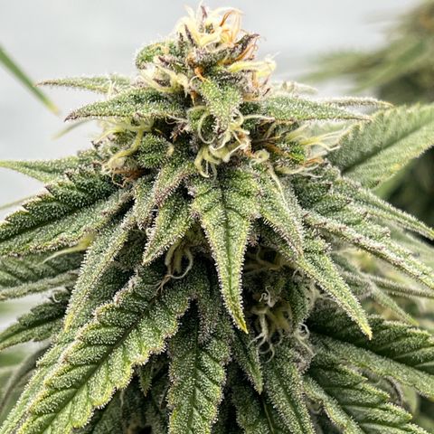 Pink Runtz growlog timeline photo