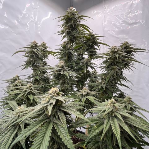 Pink Runtz growlog timeline photo
