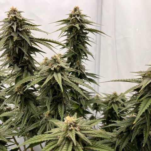 Pink Runtz growlog timeline photo