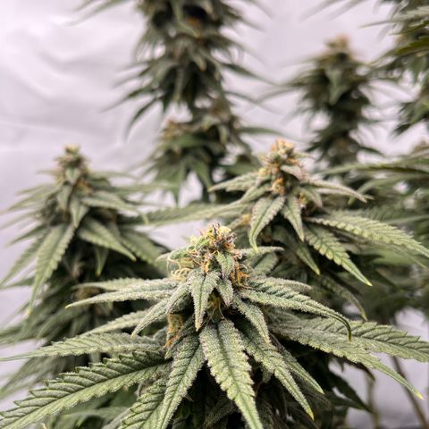 Pink Runtz growlog timeline photo