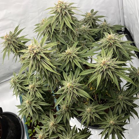 Pink Runtz growlog timeline photo