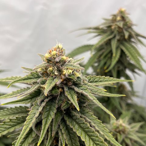 Pink Runtz growlog timeline photo