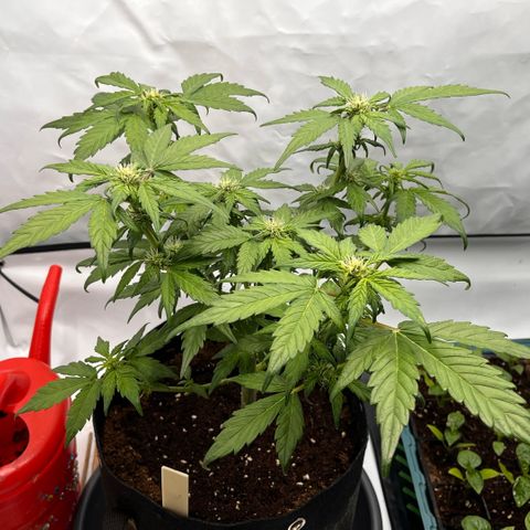 Pink Runtz growlog timeline photo