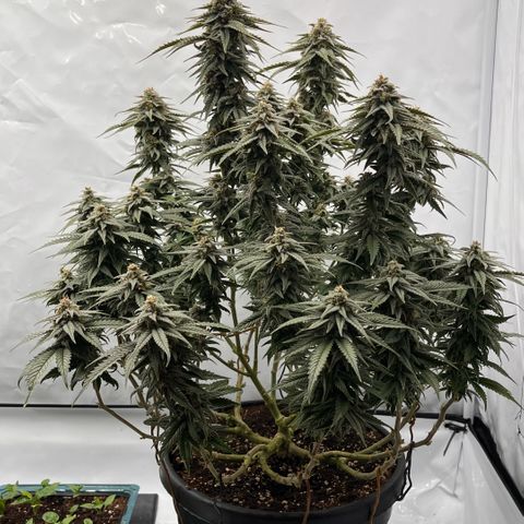 Pink Runtz growlog timeline photo