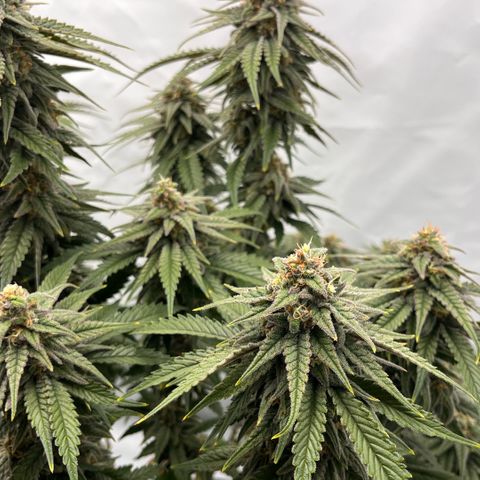Pink Runtz growlog timeline photo