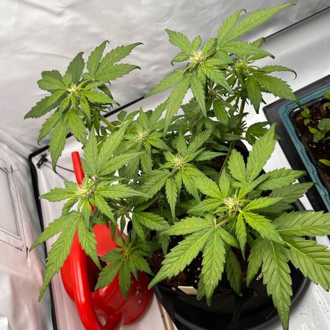 Pink Runtz growlog timeline photo