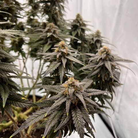 Pink Runtz growlog timeline photo