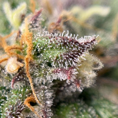 Pink Runtz growlog timeline photo