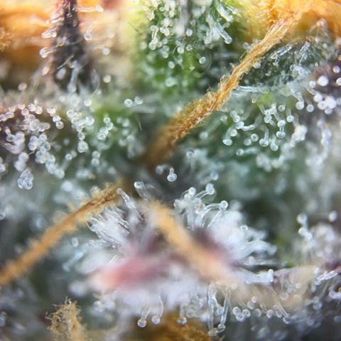 Pink Runtz growlog timeline photo