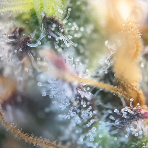 Pink Runtz growlog timeline photo