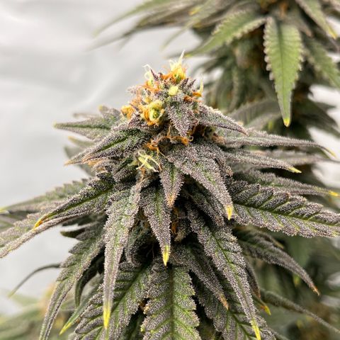 Pink Runtz growlog timeline photo