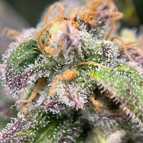 Pink Runtz growlog timeline photo
