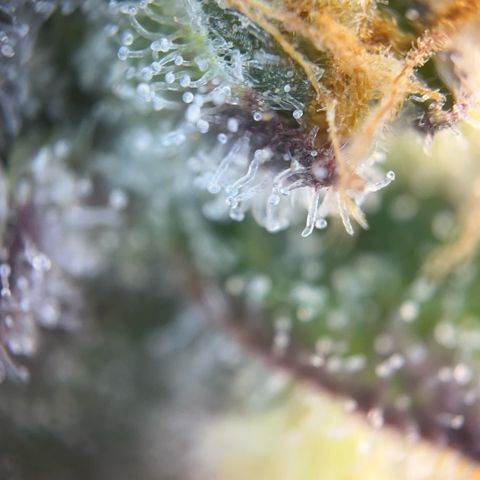 Pink Runtz growlog timeline photo