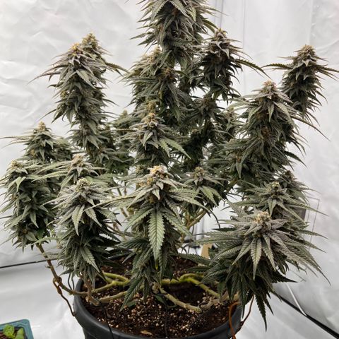 Pink Runtz growlog timeline photo