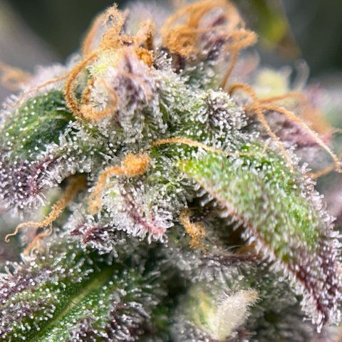 Pink Runtz growlog timeline photo