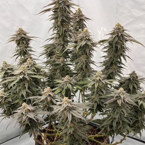 Pink Runtz growlog timeline photo