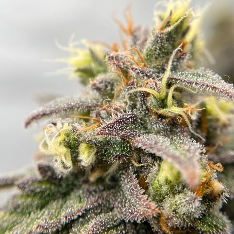 Pink Runtz growlog timeline photo