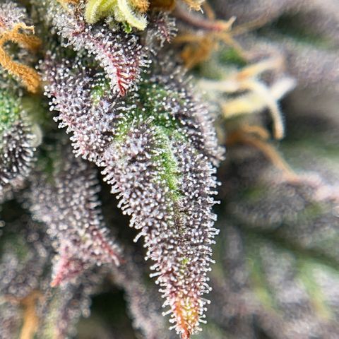 Pink Runtz growlog timeline photo