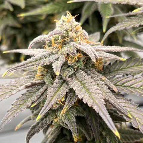 Pink Runtz growlog timeline photo