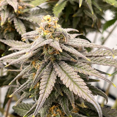 Pink Runtz growlog timeline photo
