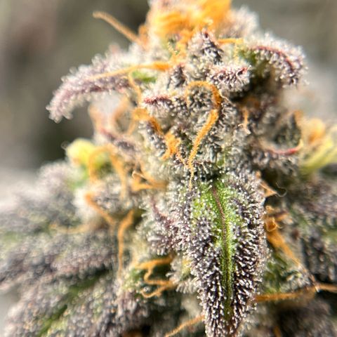 Pink Runtz growlog timeline photo