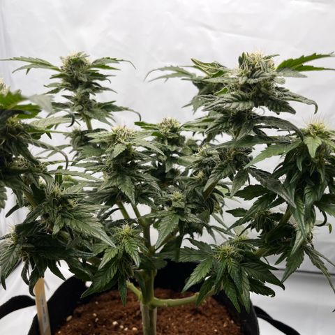 Pink Runtz growlog timeline photo