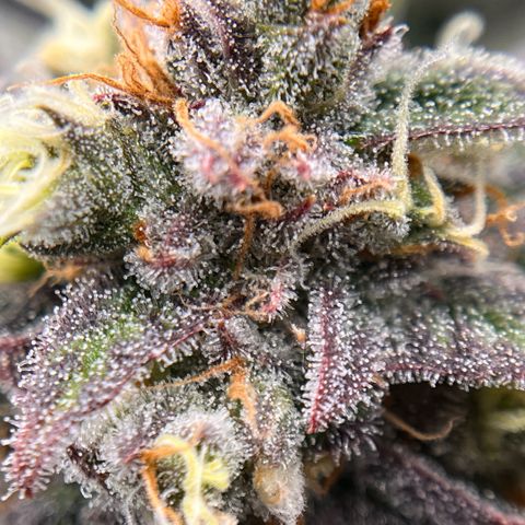 Pink Runtz growlog timeline photo