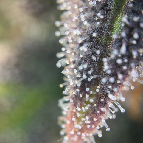 Pink Runtz growlog timeline photo