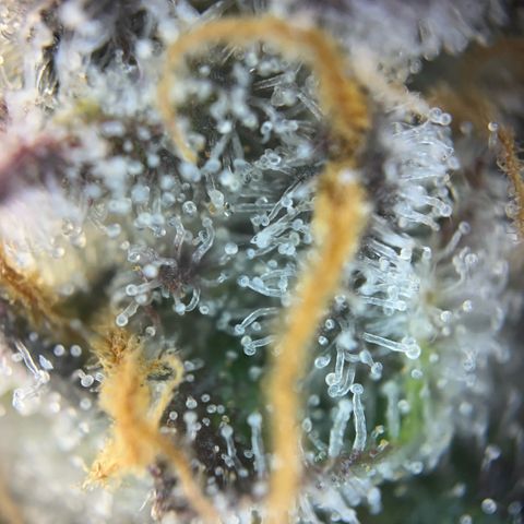 Pink Runtz growlog timeline photo
