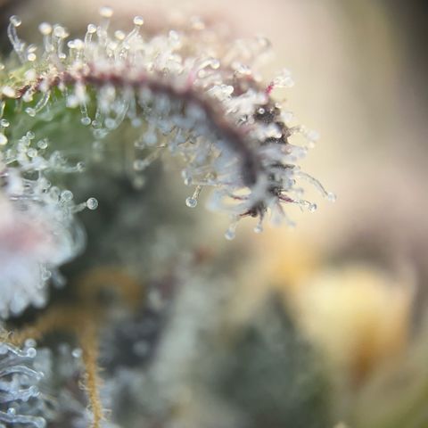 Pink Runtz growlog timeline photo
