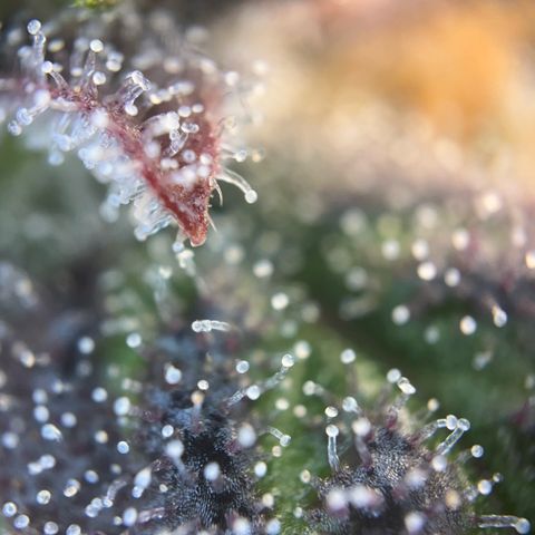 Pink Runtz growlog timeline photo