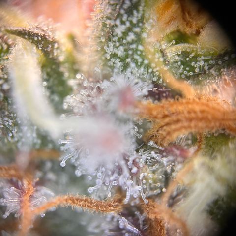 Pink Runtz growlog timeline photo