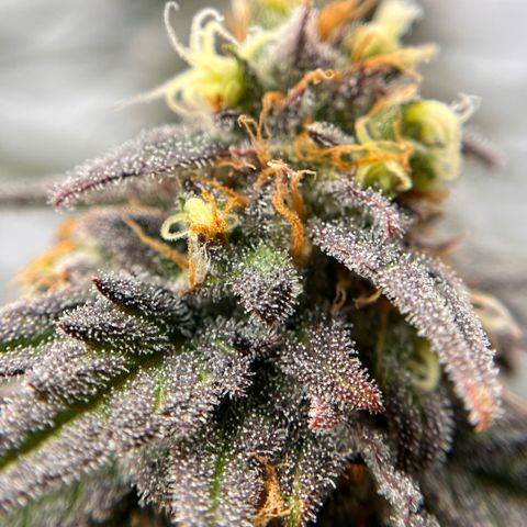 Pink Runtz growlog timeline photo