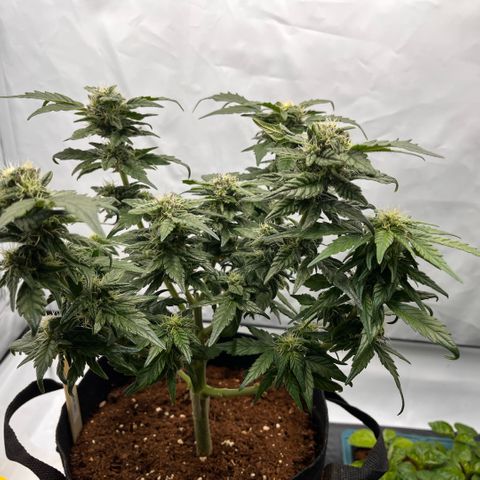 Pink Runtz growlog timeline photo