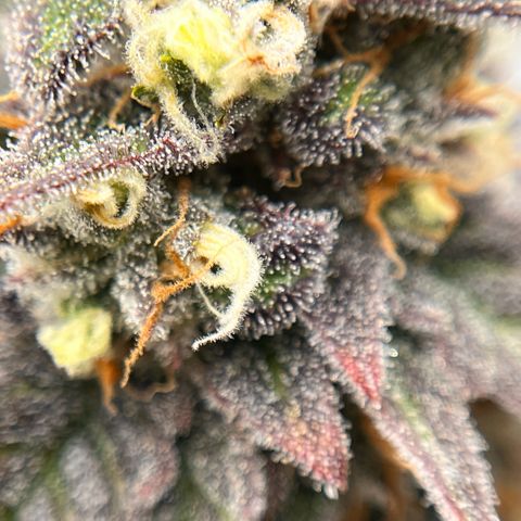 Pink Runtz growlog timeline photo