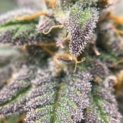 Pink Runtz growlog timeline photo