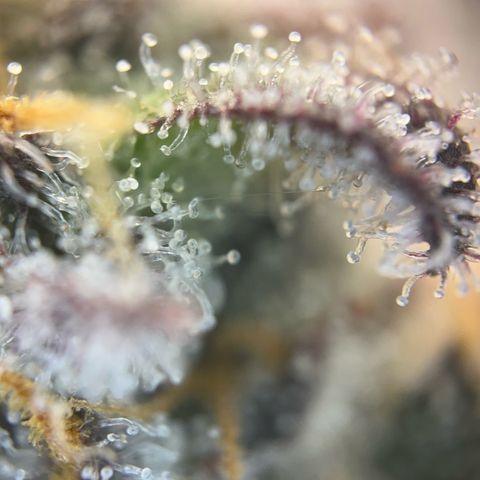 Pink Runtz growlog timeline photo